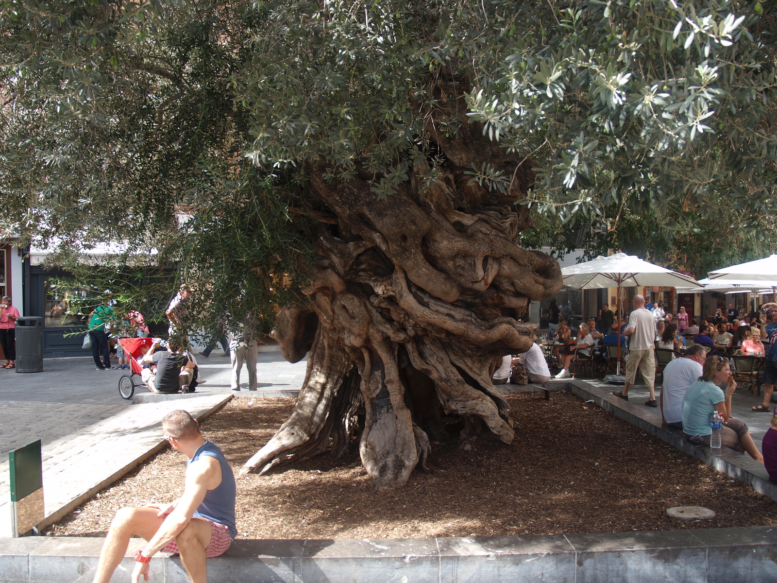 Old_tree_in_Palma_de_Mallorca.jpg