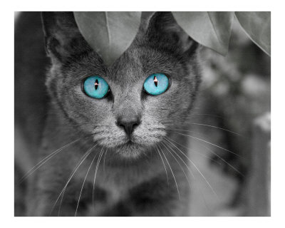 ole-blue-eyes-de-renee-spade.jpg