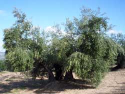 Olea%20bosque.jpg