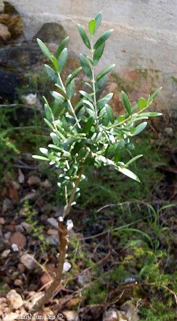olea1.jpg