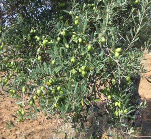 olivar_8_2.jpg