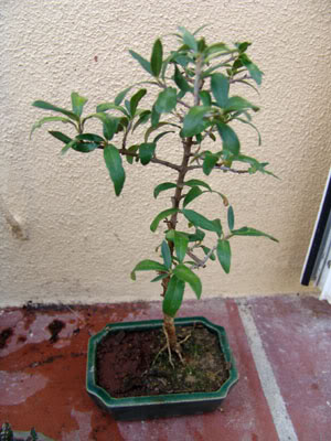 oliveirabonsai1.jpg
