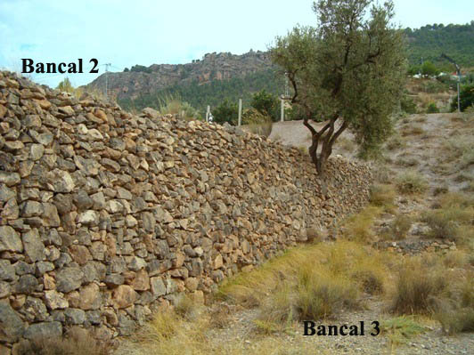 Olivo%20entre%20muro.jpg