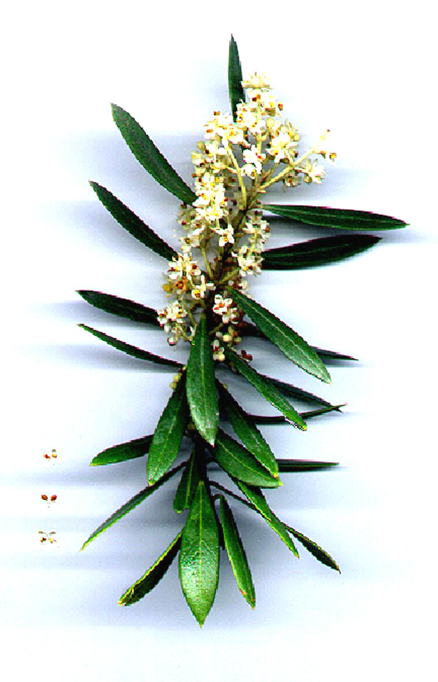 olivo%20flores%20parque%20alamillo%20encinarosa.jpg