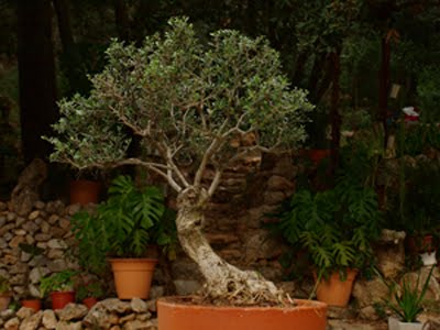 Olivo-bonsai.jpg