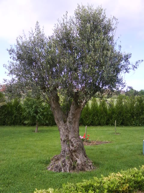 Olivo.jpg