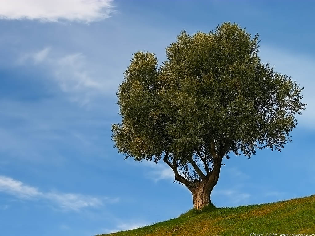 Olivo.jpg