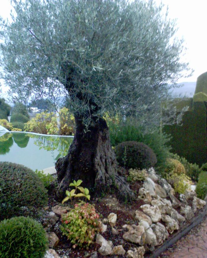Olivo piscina.jpg