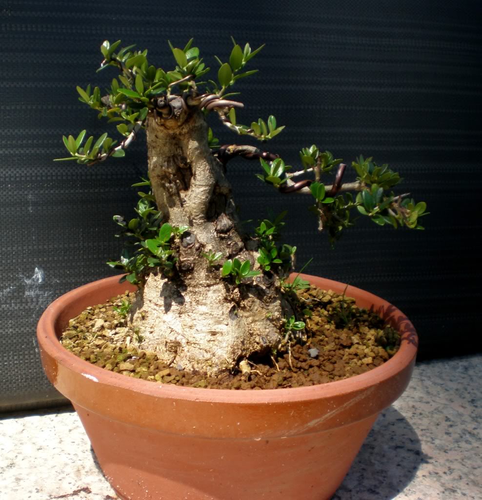 olivo9.jpg
