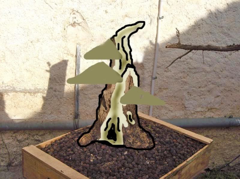 olivo_crokis.jpg