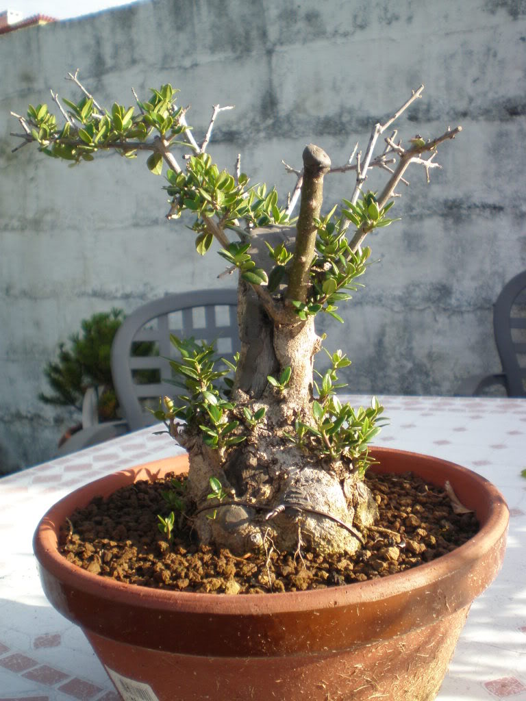 olivo_junio.jpg