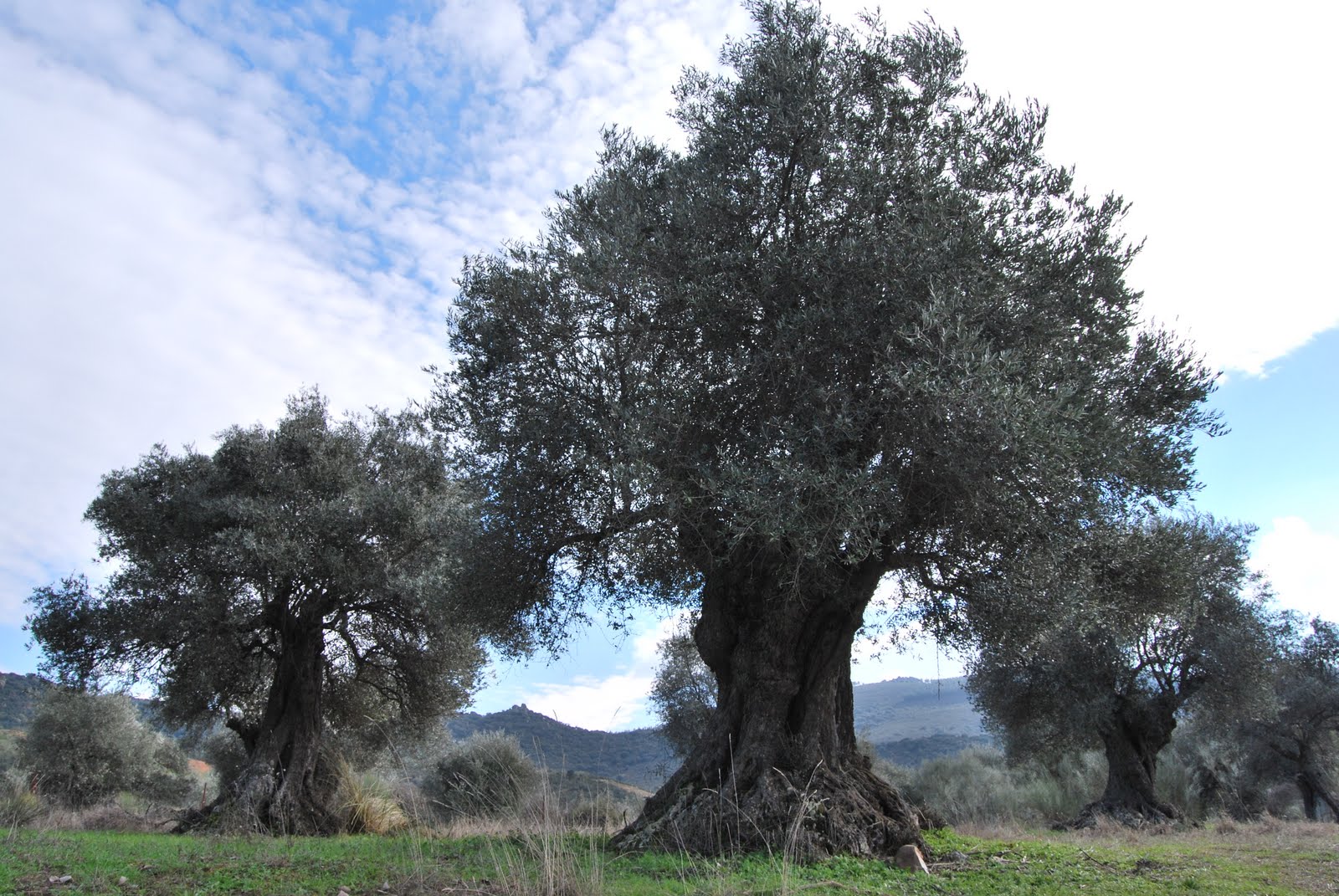 Olivos%2BSanRom%25C3%25A1n.JPG
