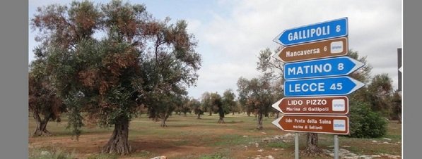 Olivos-afectados-por-la-plaga-_54423255800_51351706917_600_226.jpg