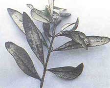 olivos-negrilla-olivo.jpg