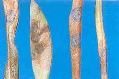 olivos-repilo-olivo.jpg