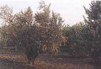 olivos-verticillium-olivo.jpg