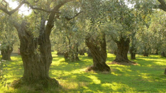 Olivos1.png