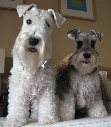 olliehunter_schnauzer03.jpg