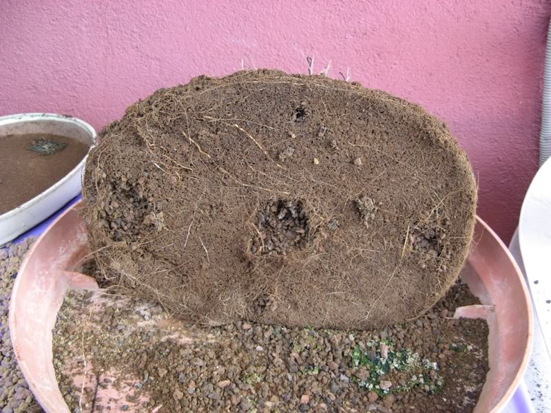olmb3.jpg