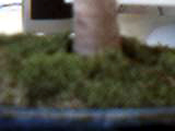 olmo%20chino%20musgo.jpg