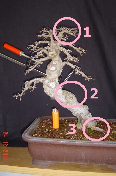 olmo%2B020.jpg