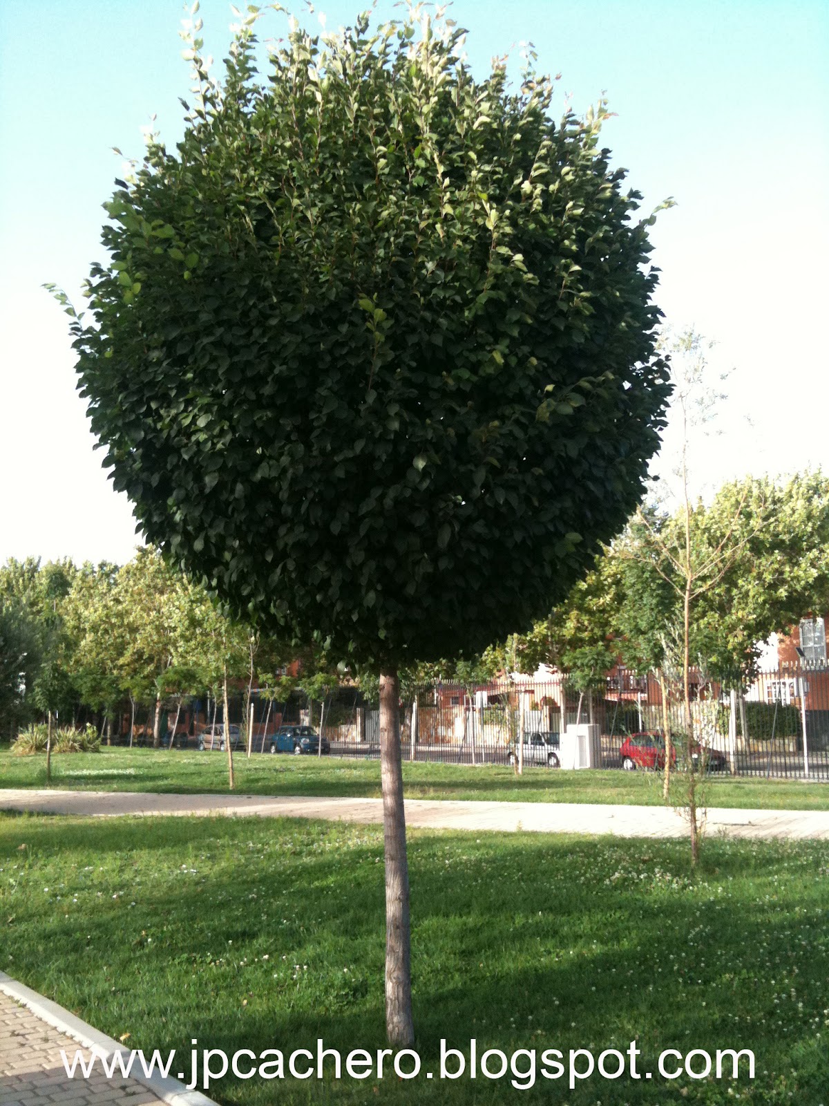 Olmo%2Bbola%2B03.jpg