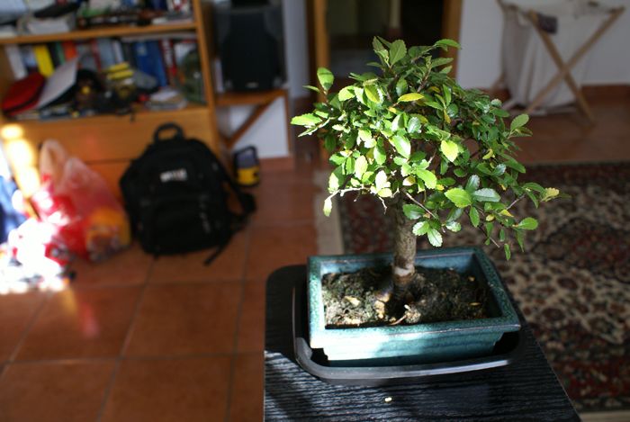 olmochino.JPG