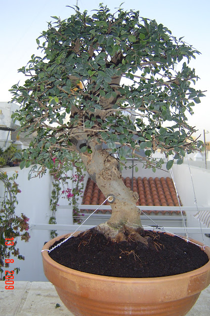 olmoparvif%2B%25284%2529.JPG
