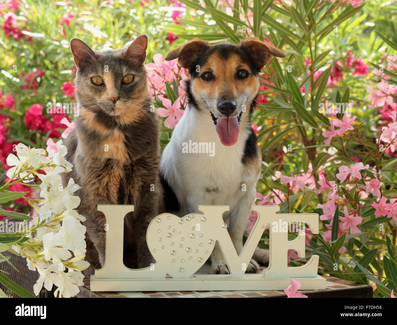 olor-y-el-gato-domestico-blue-tortie-sentados-juntos-en-el-jardin-entre-oleander-arbustos-p7dh58.jpg
