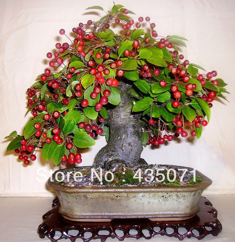 om-20-European-Crab-Apple-font-b-Seeds-b-font-Malus-micromalus-Midget-crabapple-Malus-sylvestris.jpg