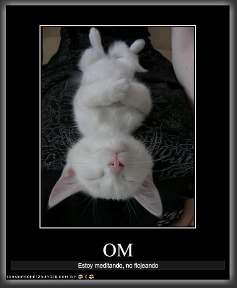 om-gato.jpg