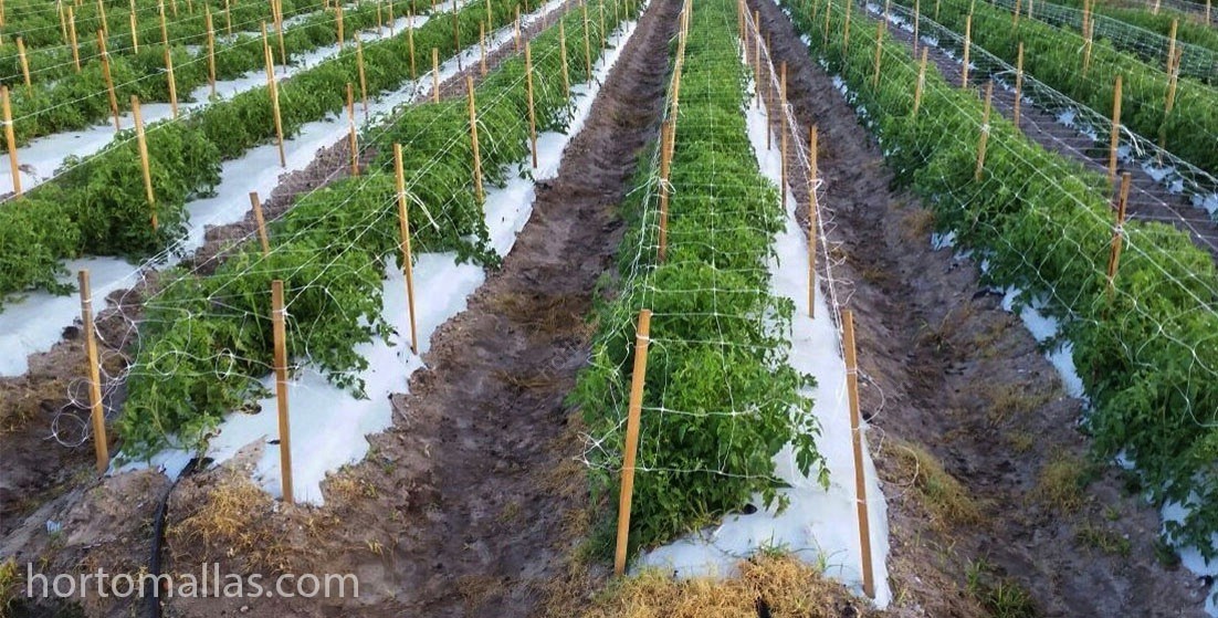 OMALLAS-en-aplicacion-horizontal-sobre-tomates-en-campo-abierto-con-acolchado-y-fertiriego-sitio.jpg