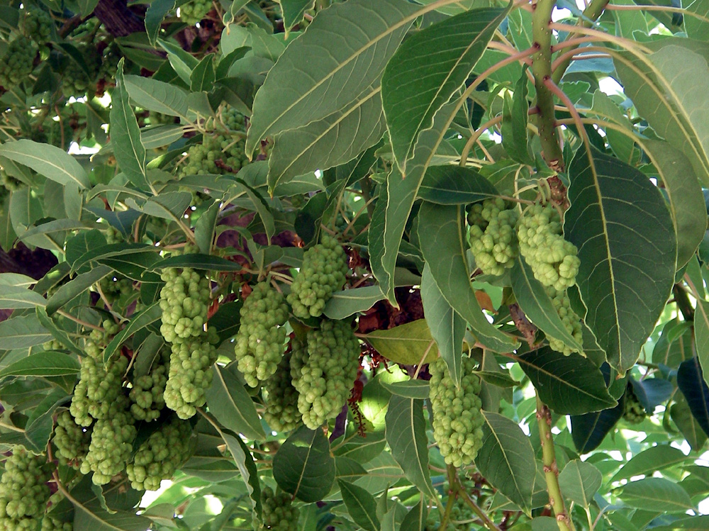 ombu-frutos.jpg
