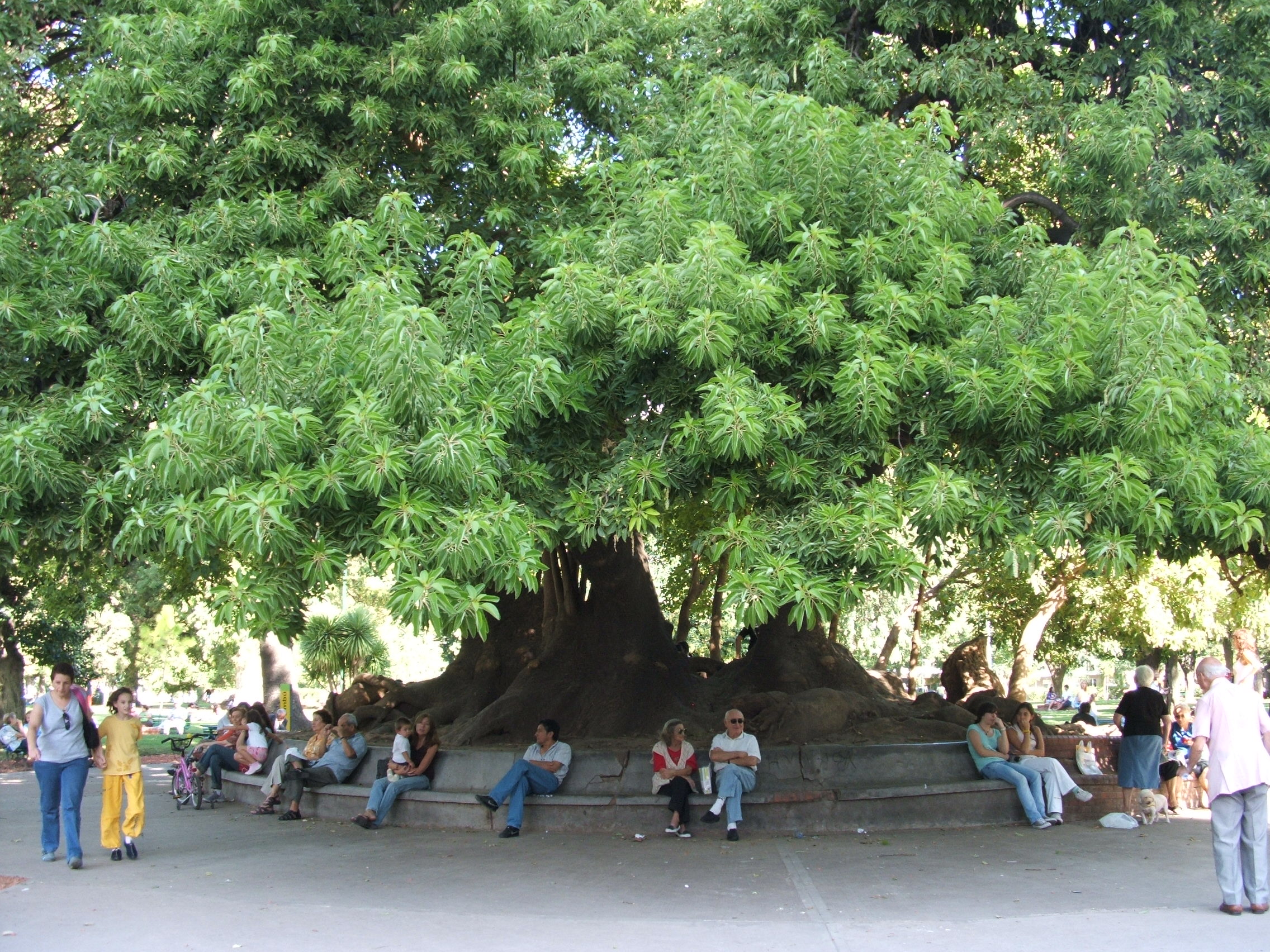 Ombu_del_Parque_Rivadavia.jpg