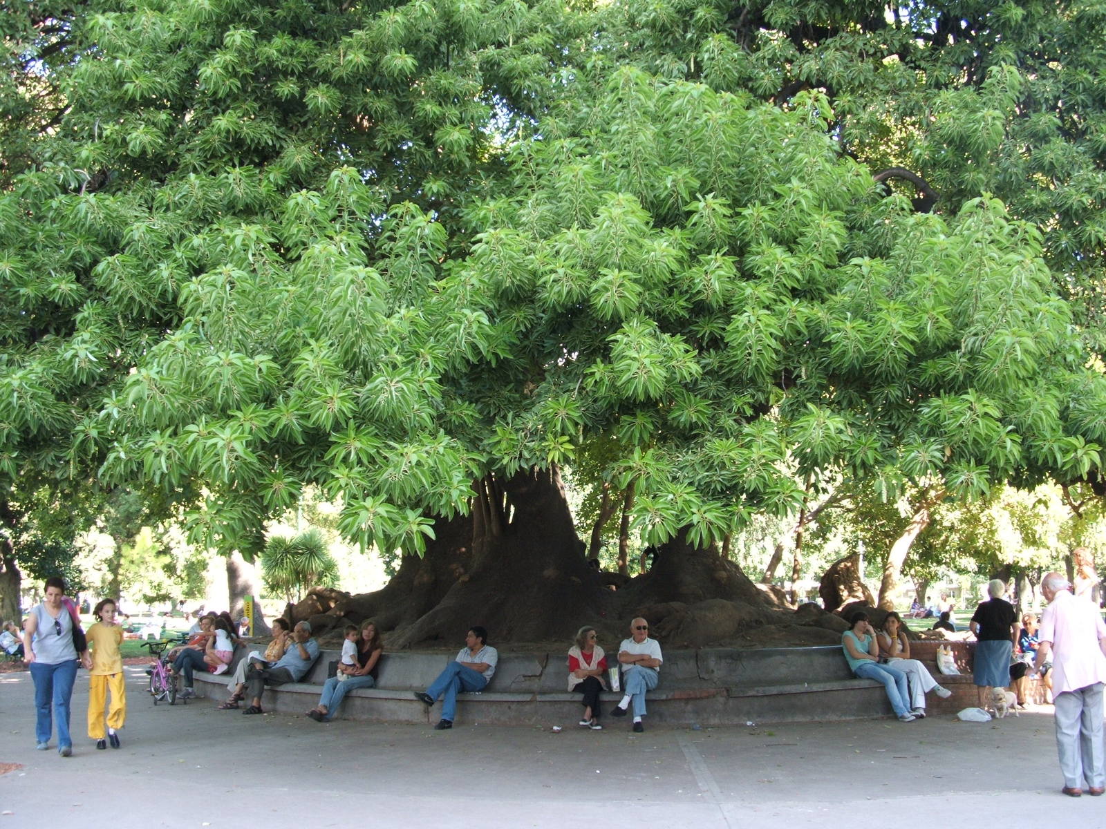 Ombu_del_Parque_Rivadavia.jpg