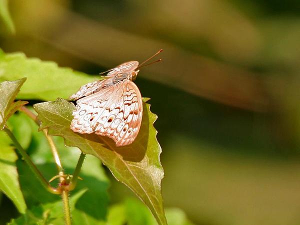 on_Mikania_micrantha_(Bittervine,_Mile-a-minute,_American_rope,_Chinese_creeper)_W_IMG_3728__600.jpg