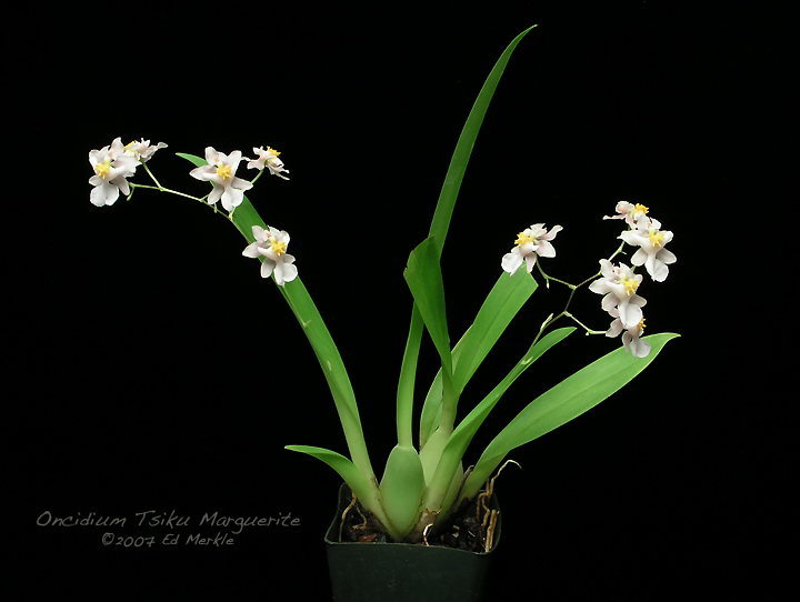 onc_tsiku_marguerite1A.jpg
