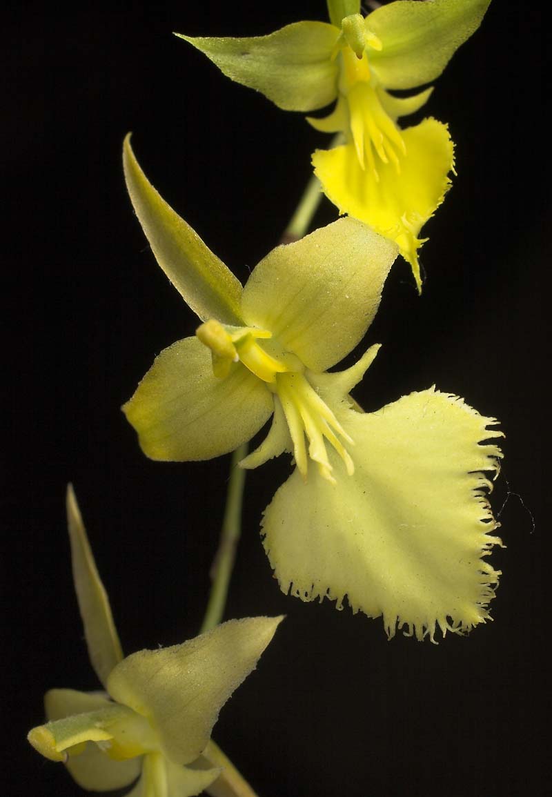onccalochilum.jpg