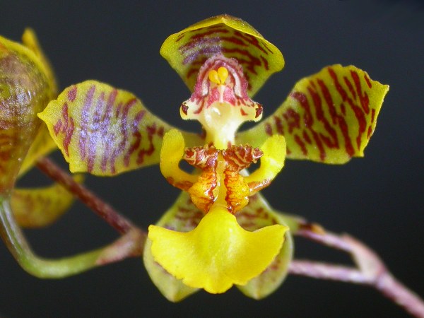 onccornigerum.jpg
