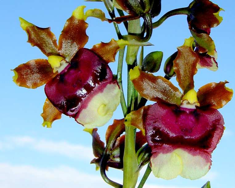 oncid2flor.jpg