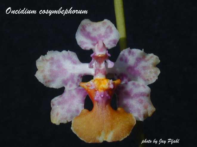 oncidiucosymbephorum.jpg