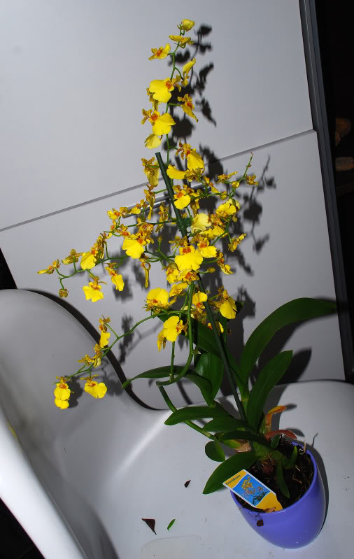 oncidium-1.jpg