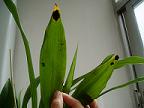 oncidium%20001pruba.JPG