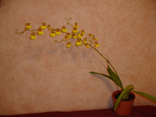 Oncidium%20Aloha%20Iwanaga.jpg