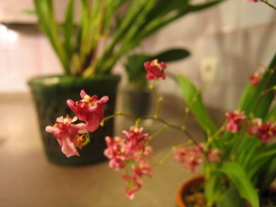 oncidium%20peque%F1a2.JPG