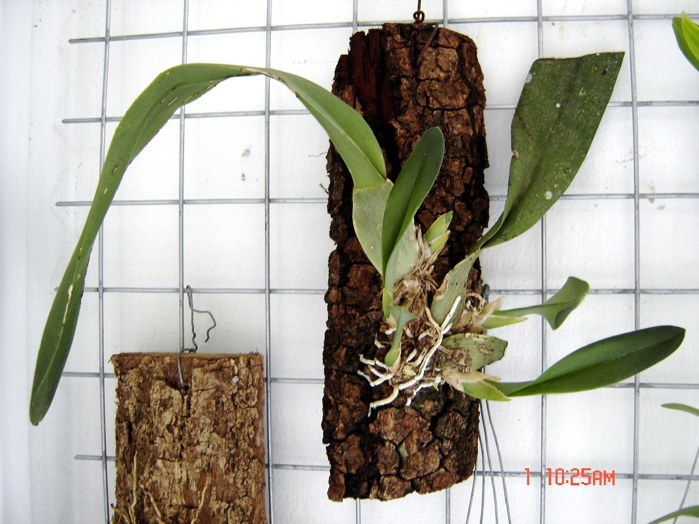 oncidium%20pulvinatum.jpg