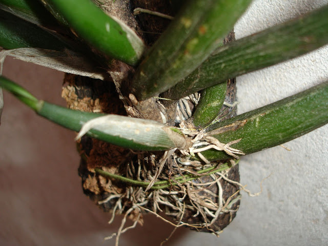 Oncidium%20riograndense%20nueva%20vara.JPG