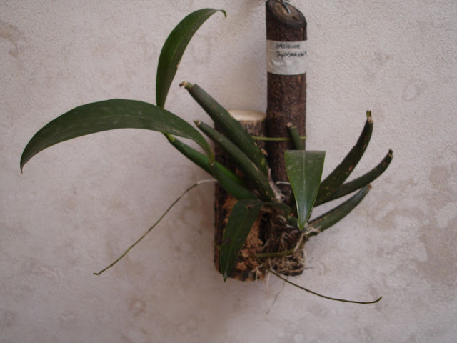 Oncidium%20riograndense.JPG