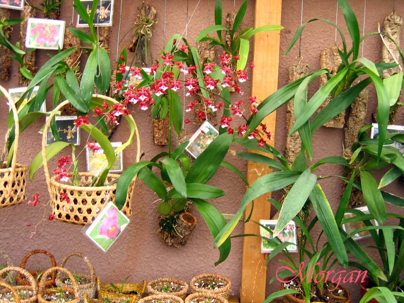 Oncidium%20Sharry%20Baby%20_Sweet%20Fragrance_%20301.jpg