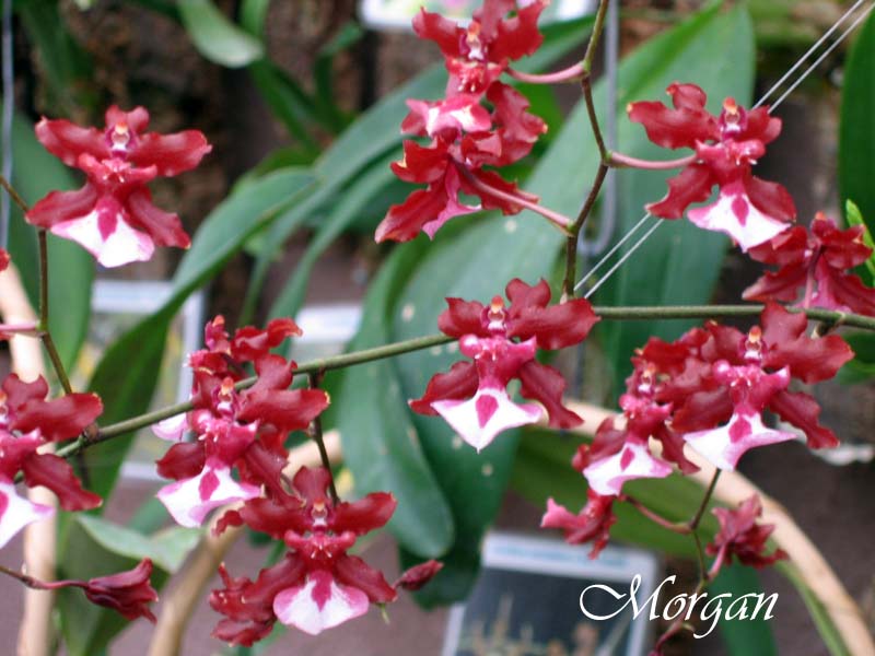 Oncidium%20Sharry%20Baby%20_Sweet%20Fragrance_%20302.jpg